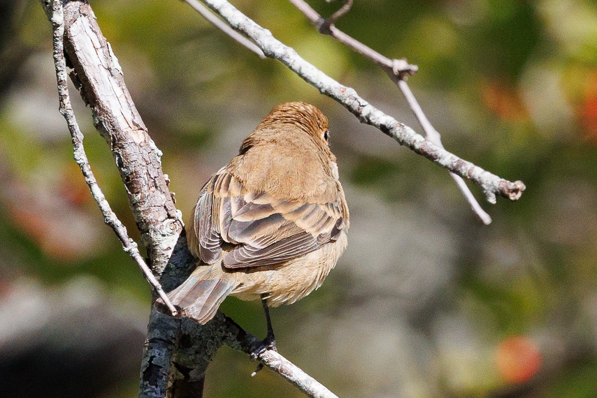 Ruby-crowned Kinglet - ML643199215