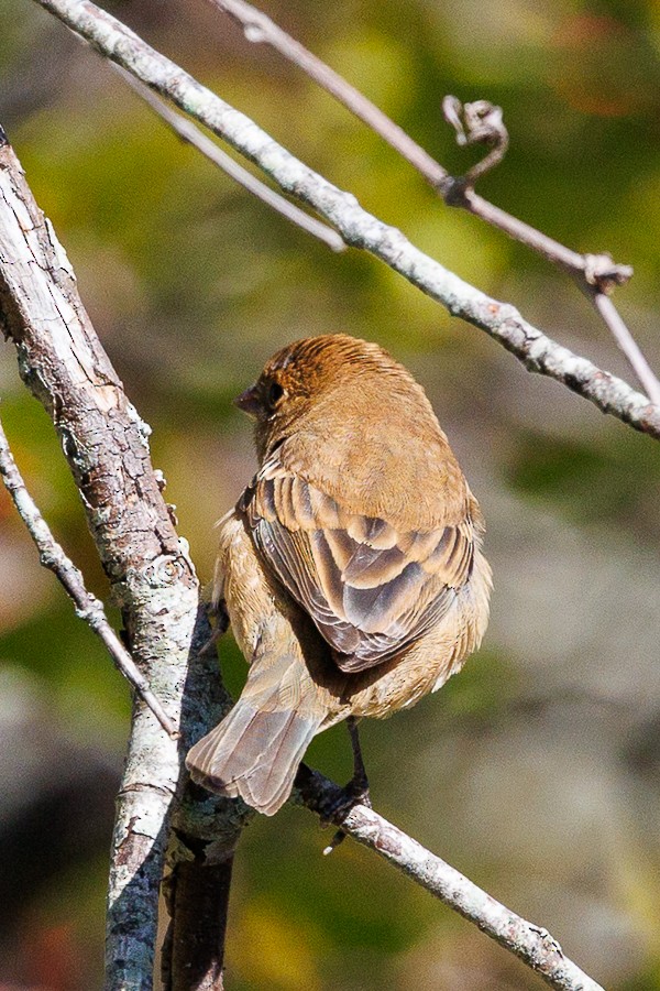 Ruby-crowned Kinglet - ML643199216