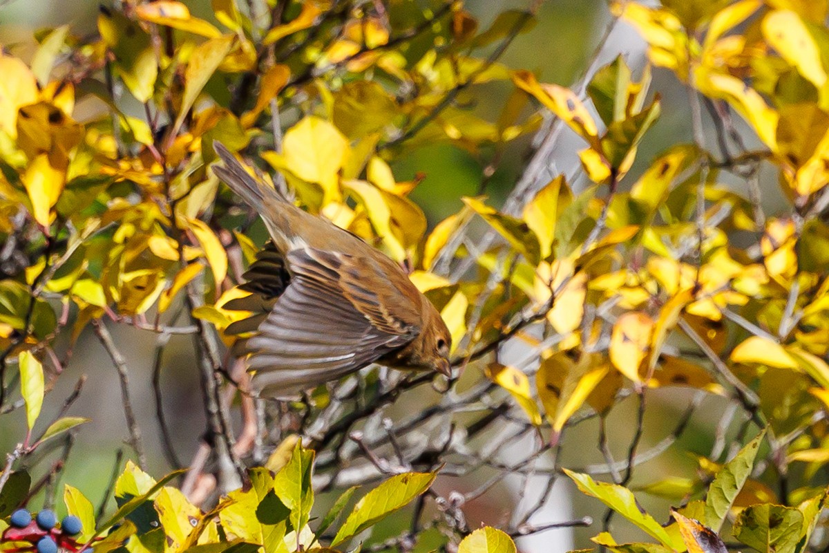 Ruby-crowned Kinglet - ML643199219