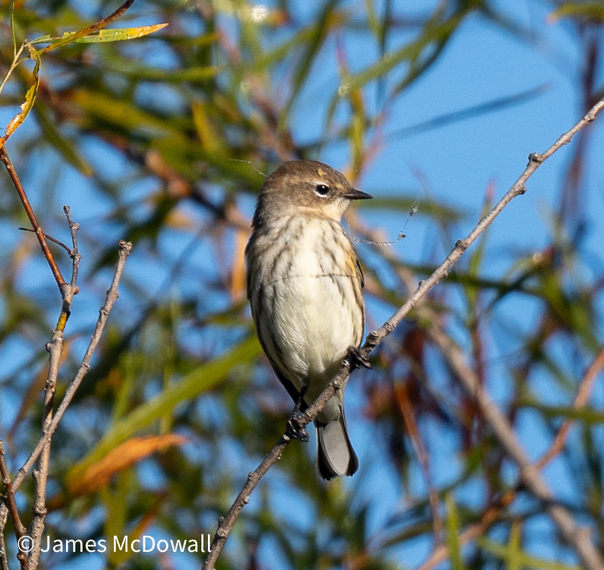 Yellow-rumped Warbler - ML643199220