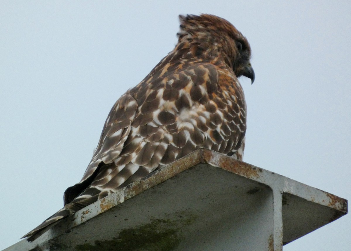 Red-shouldered Hawk - ML643199224