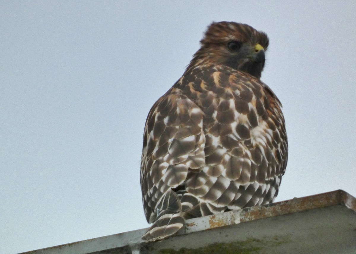 Red-shouldered Hawk - ML643199225