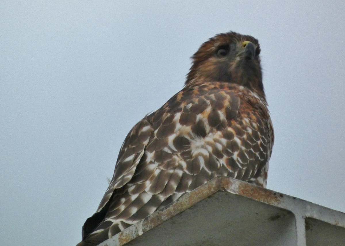 Red-shouldered Hawk - ML643199226