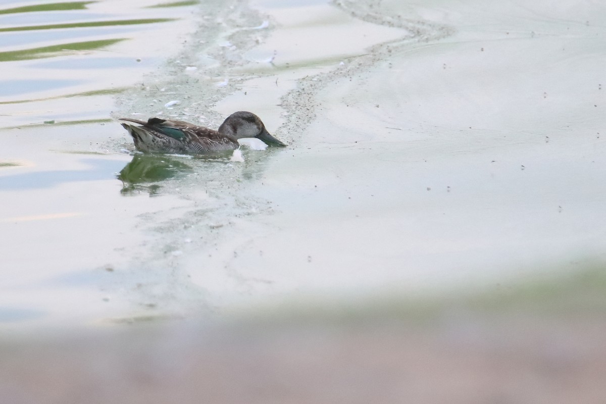Green-winged Teal (Eurasian) - ML643199227