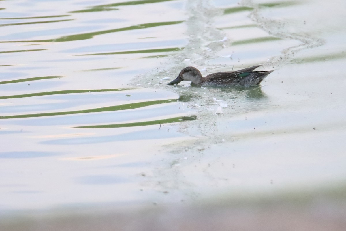 Green-winged Teal (Eurasian) - ML643199228