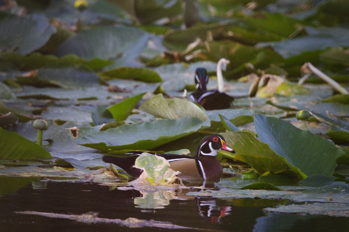 Wood Duck - ML643199231