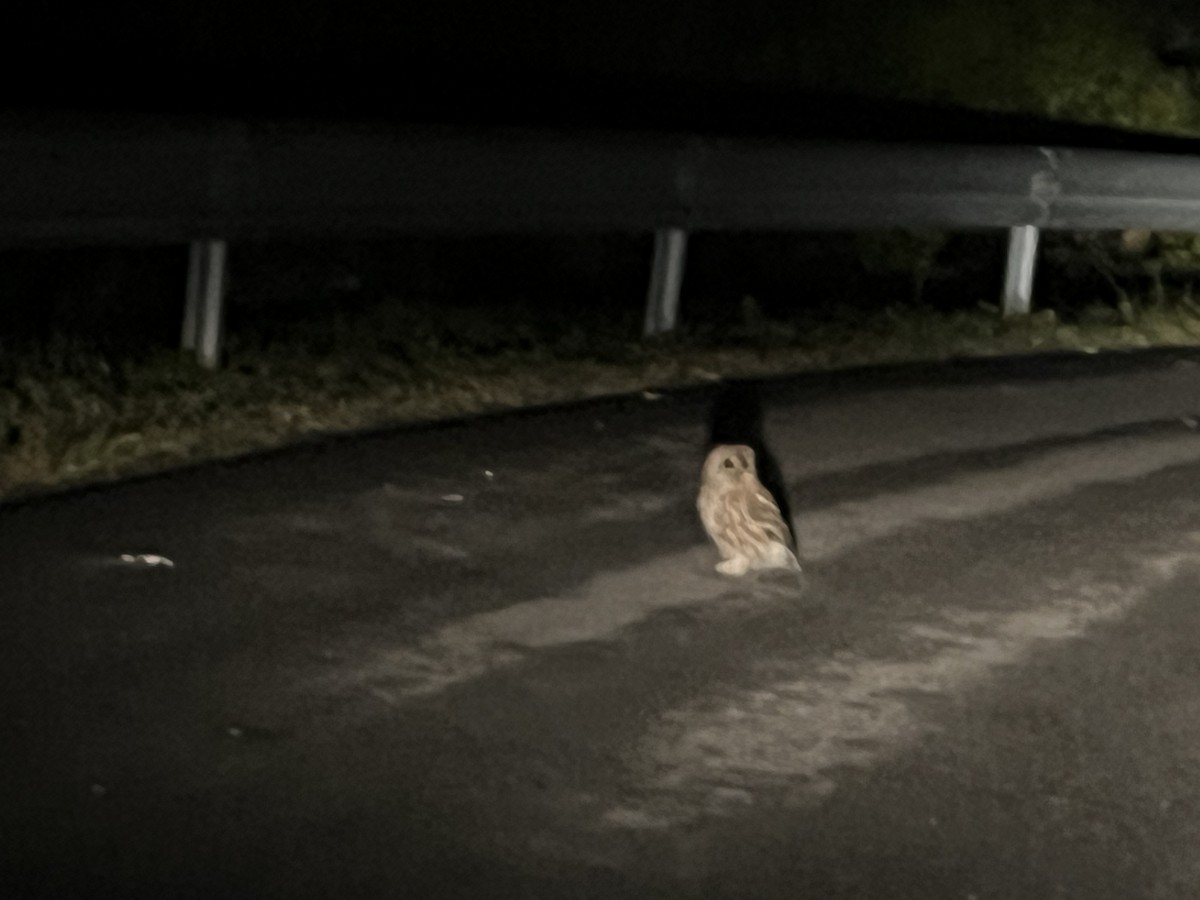 Tawny Owl - ML643199232