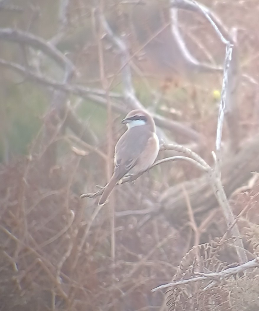 Red-tailed Shrike - ML643199234