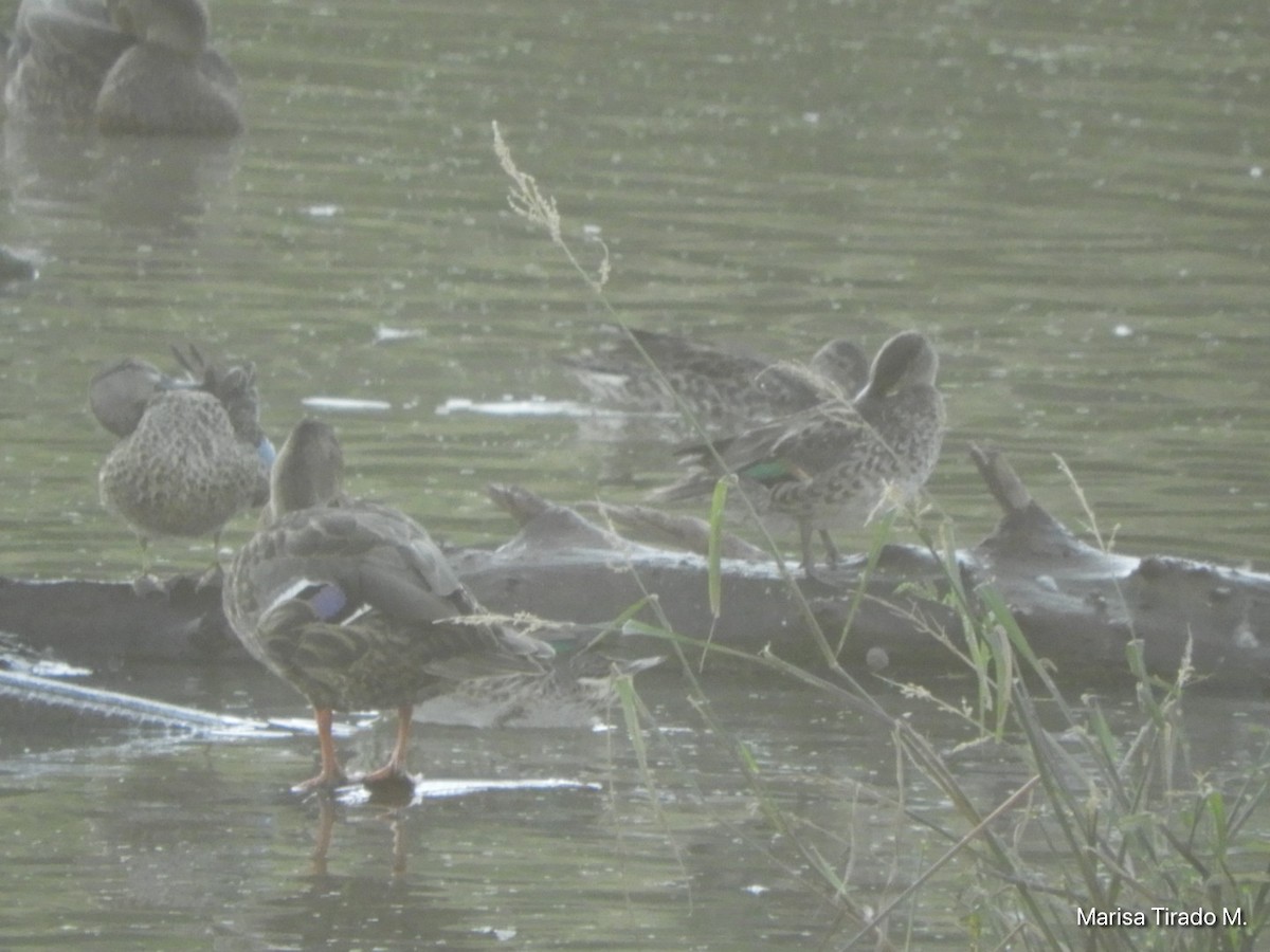 Northern Shoveler - ML643199235