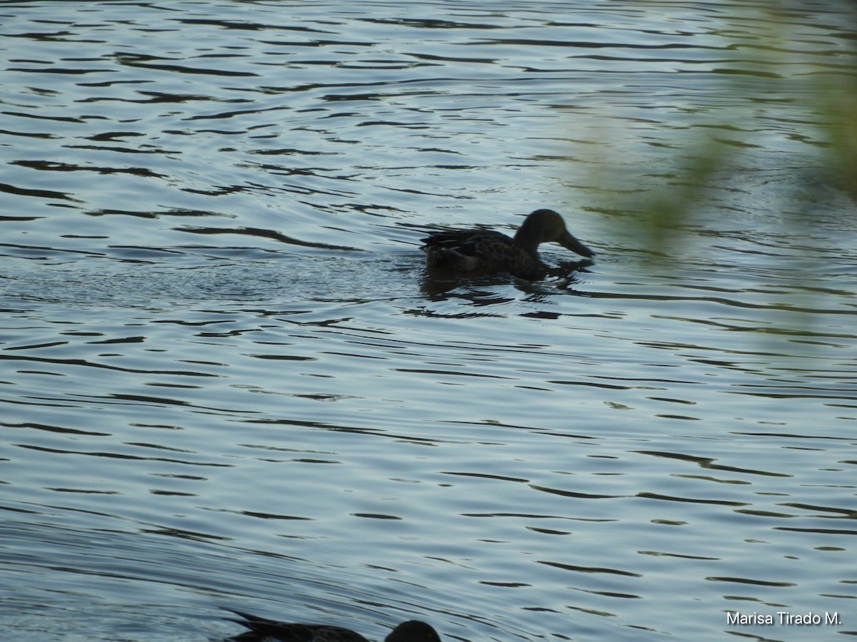 Northern Shoveler - ML643199236