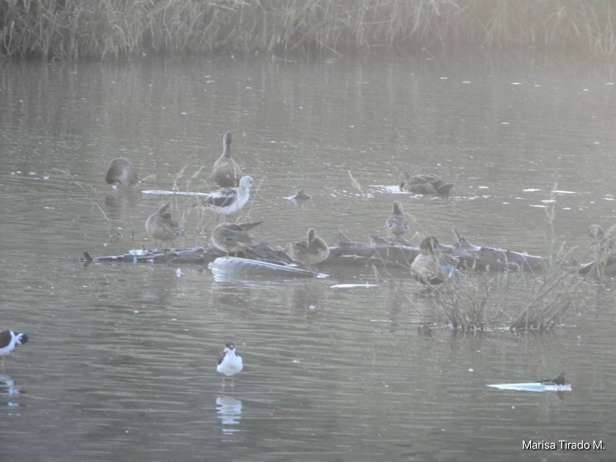Northern Shoveler - ML643199237