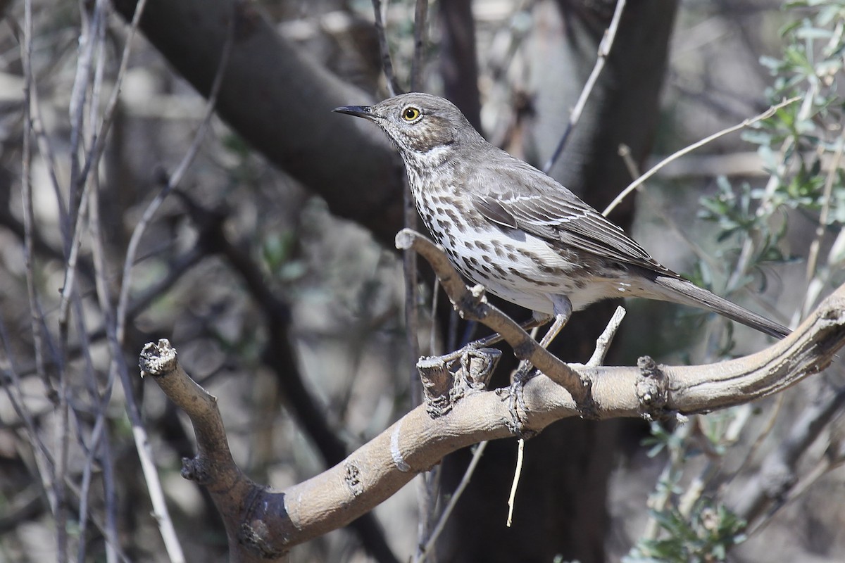Sage Thrasher - ML643199245
