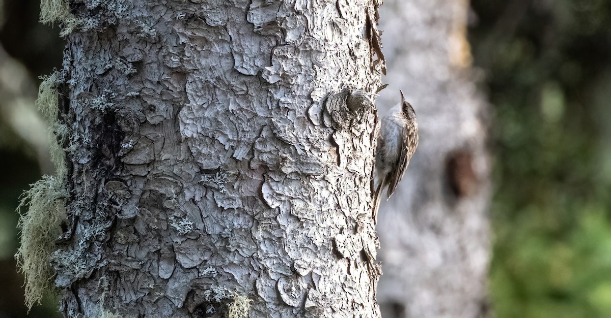 Brown Creeper - ML643199246