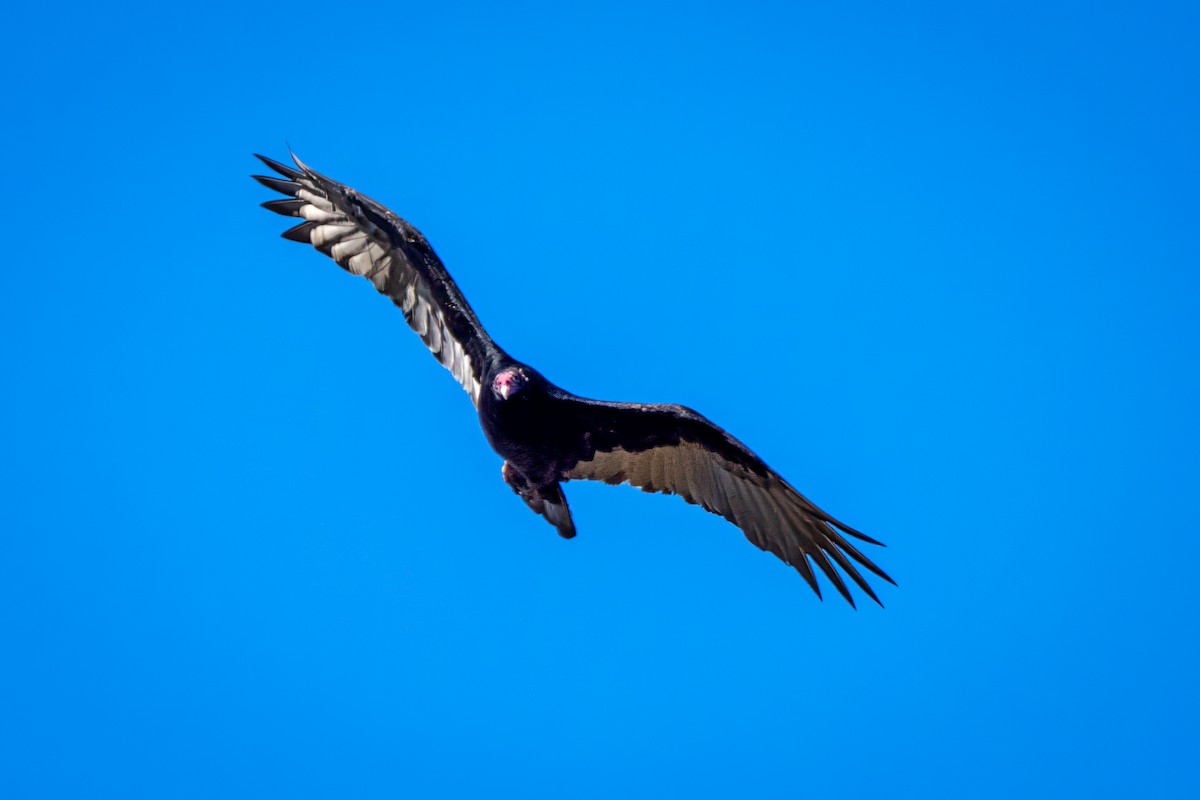 Turkey Vulture - ML643199263