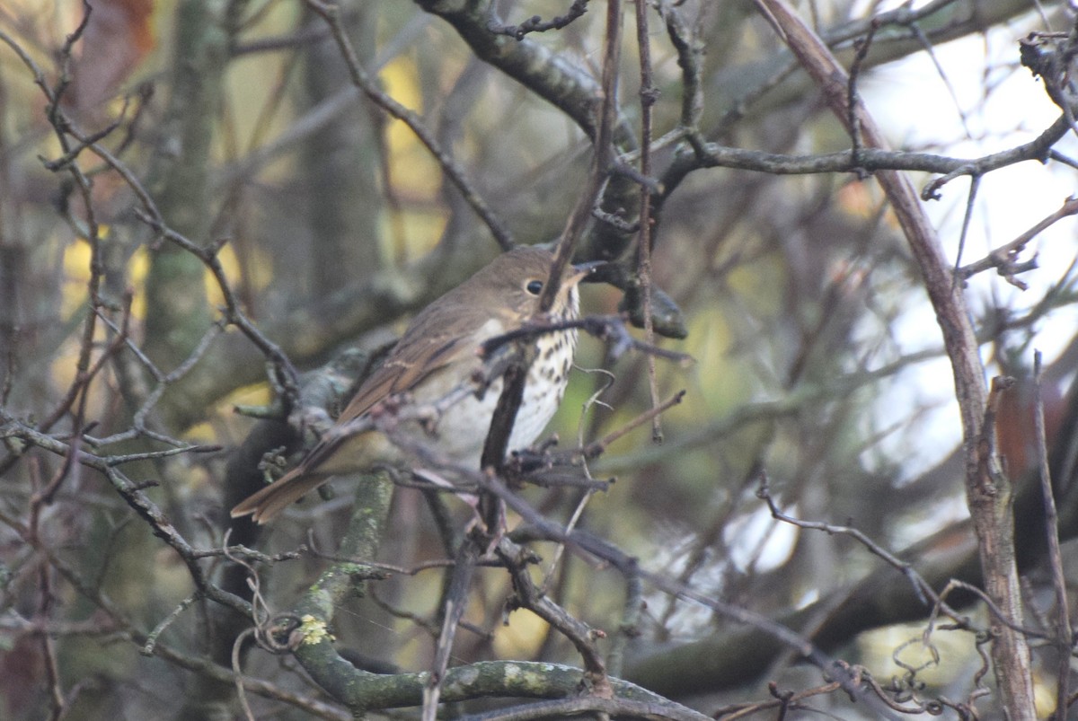Hermit Thrush - ML643199275