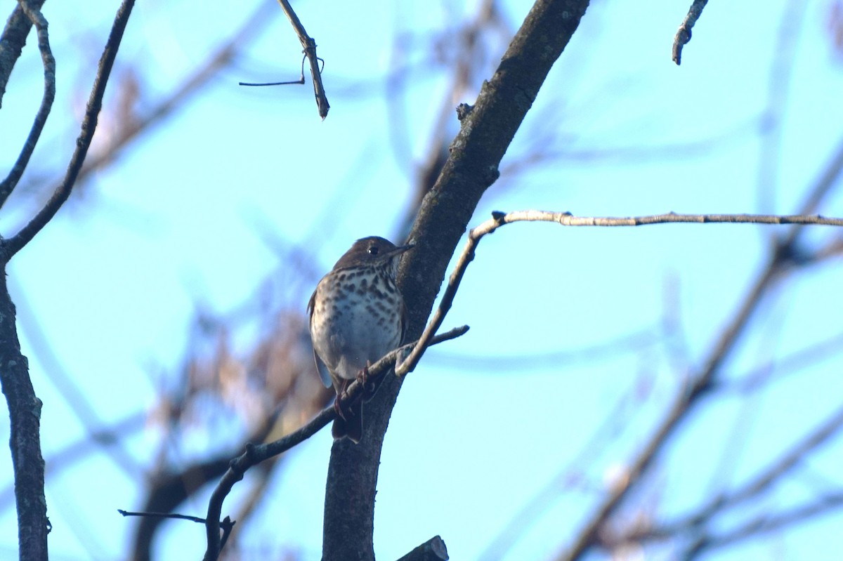 Hermit Thrush - ML643199276