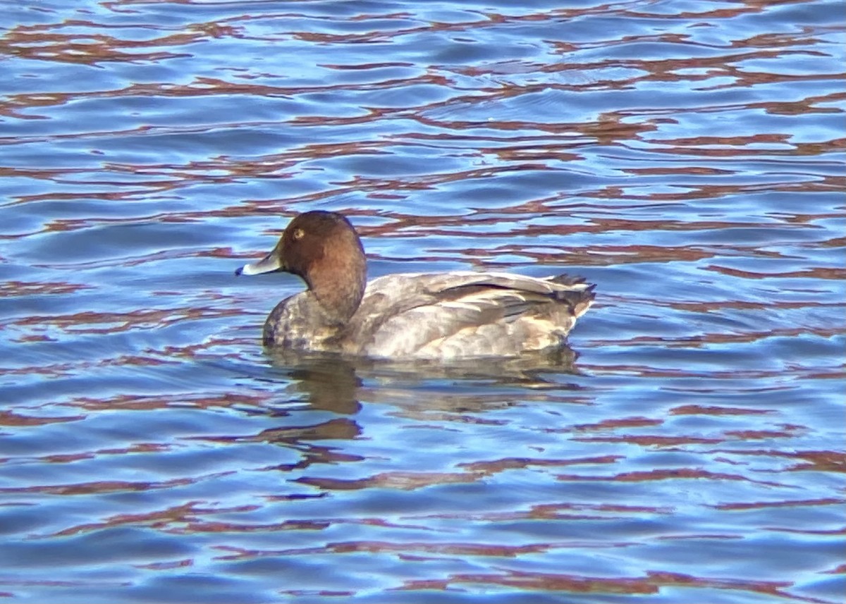 Redhead - ML643199281