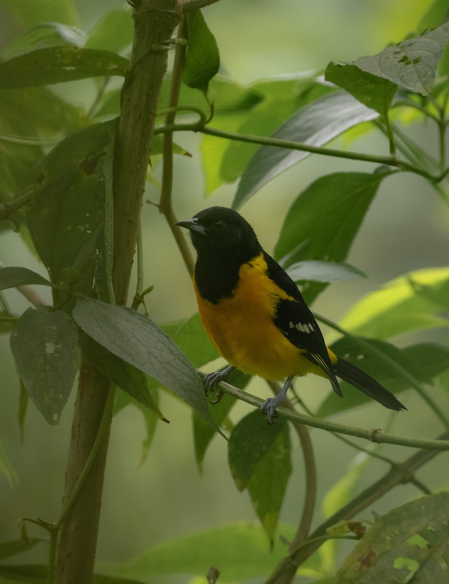 Bar-winged Oriole - ML643199286