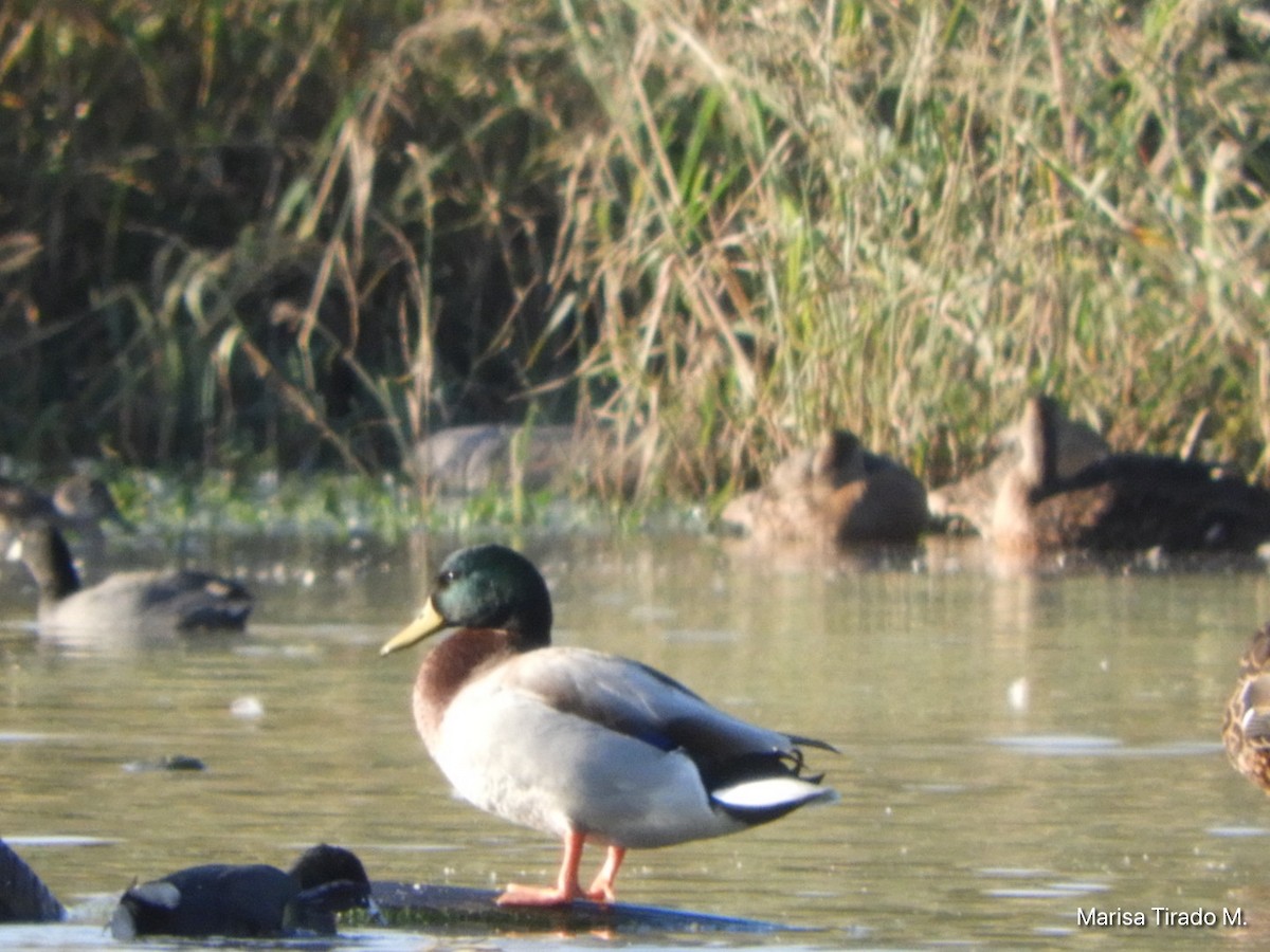 Mallard - ML643199292