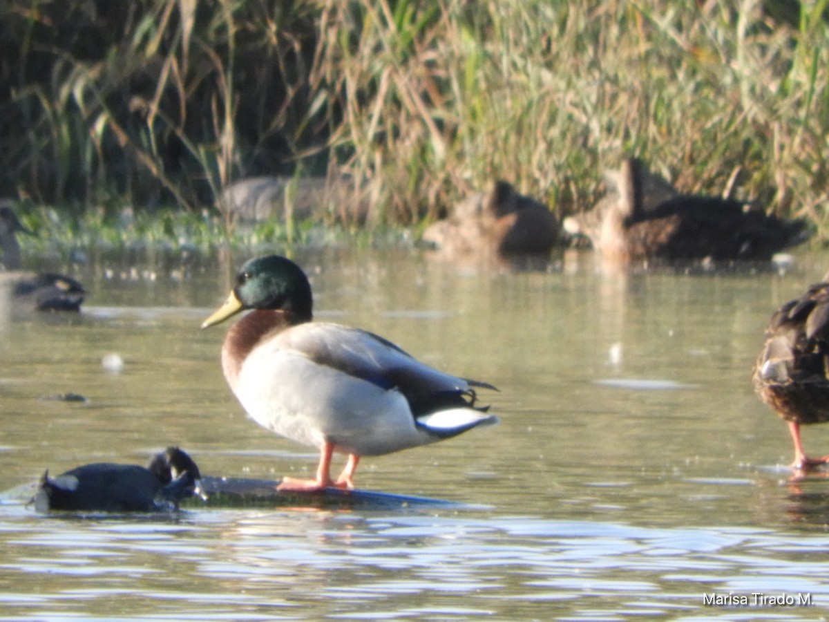 Mallard - ML643199293