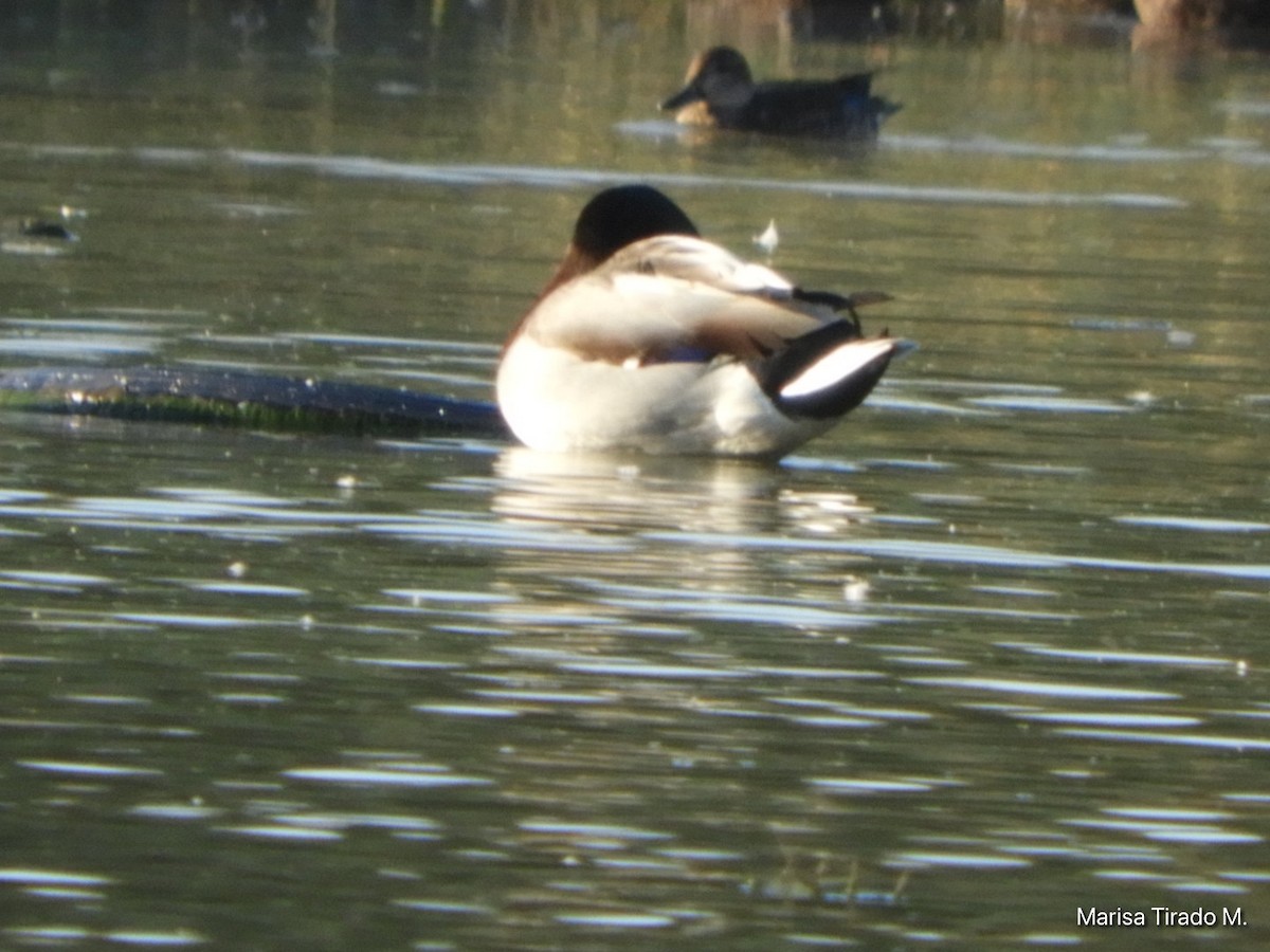 Mallard - ML643199294