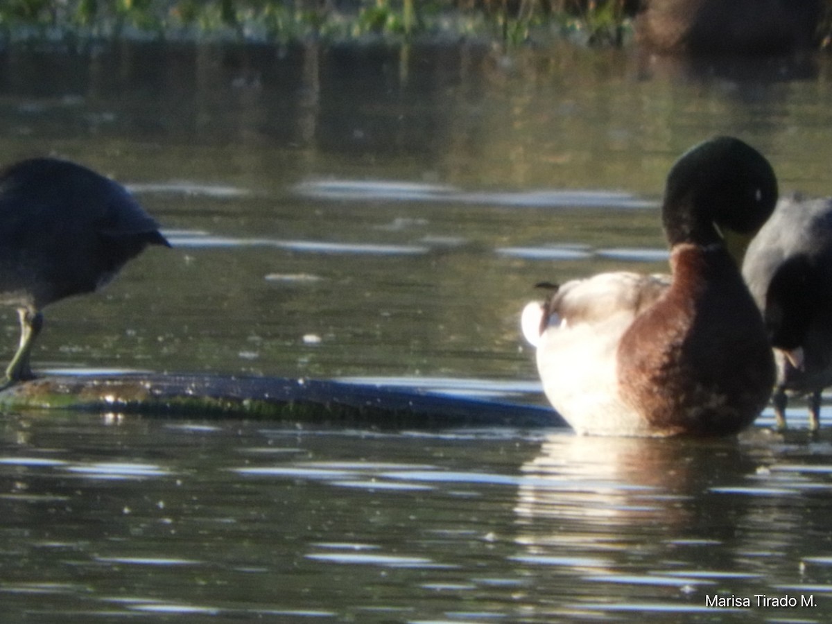 Mallard - ML643199295