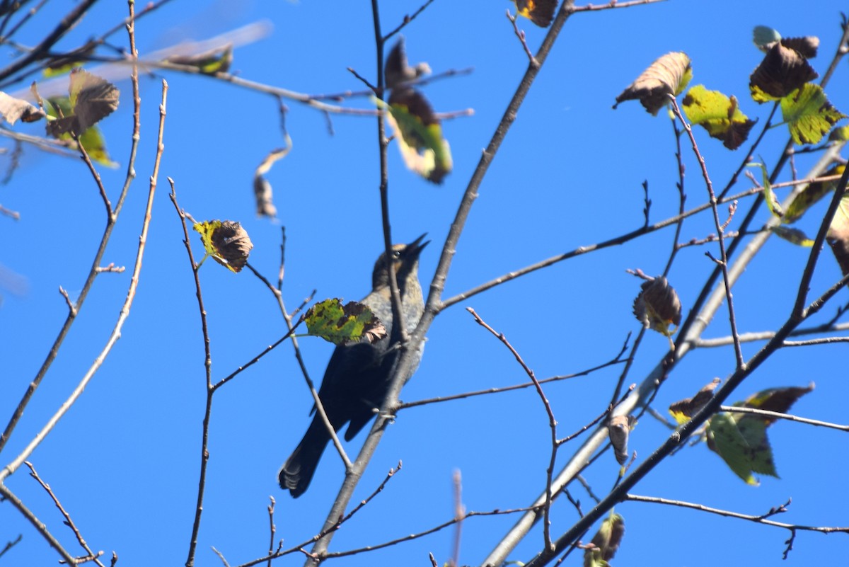 Rusty Blackbird - ML643199298