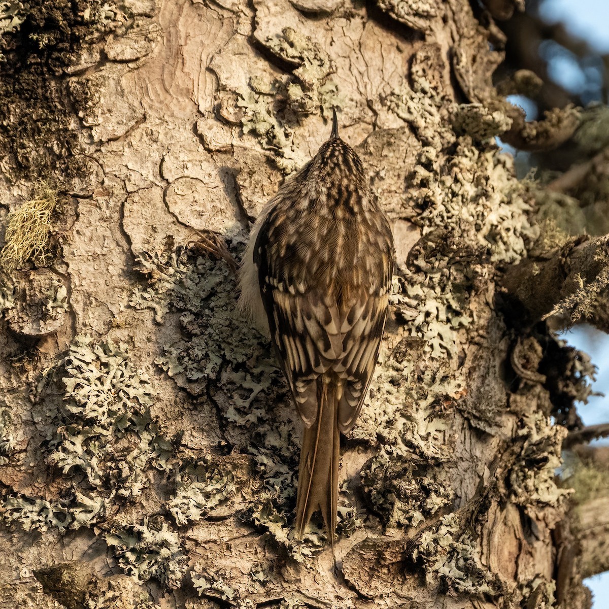 Brown Creeper - ML643199304