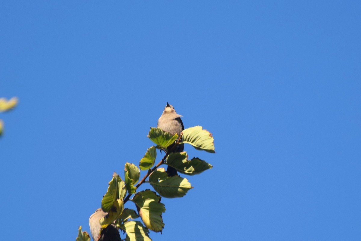 Brown-headed Cowbird - ML643199305