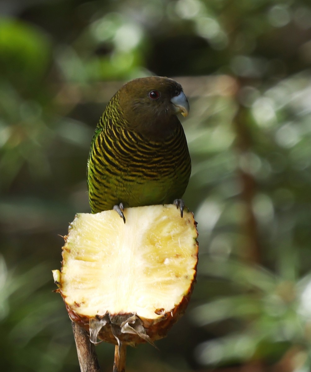 Brehm's Tiger-Parrot - ML643199309