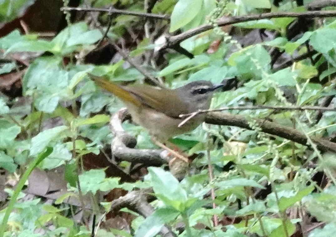 Riverbank Warbler - ML643199310