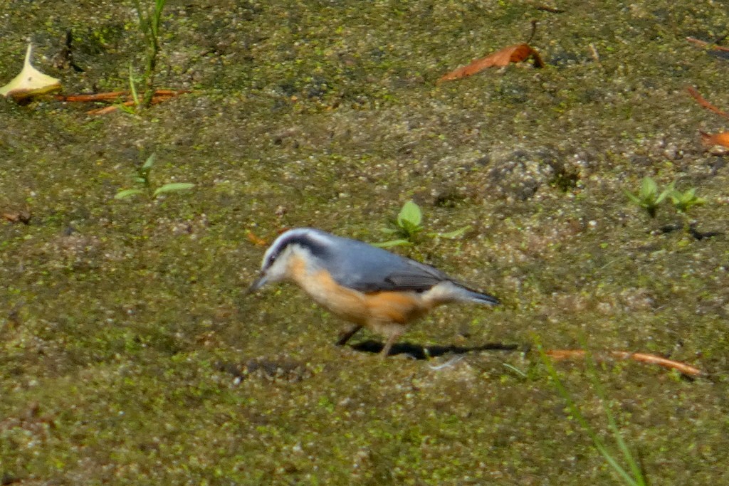 rustspettmeis - ML643199311
