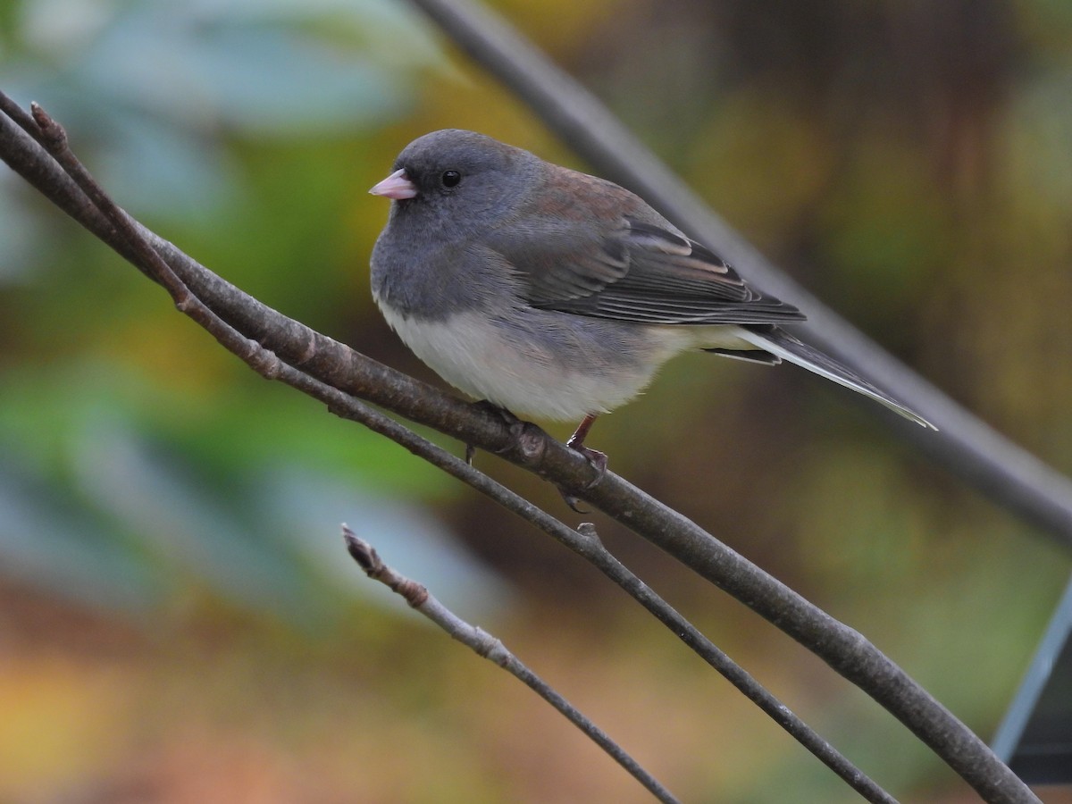 Dark-eyed Junco - ML643199315