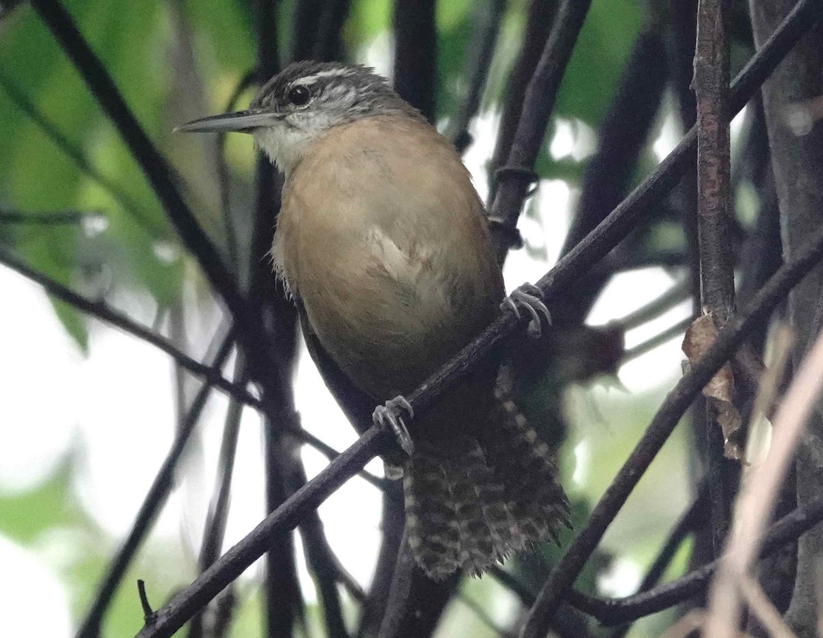 Long-billed Wren - ML643199320