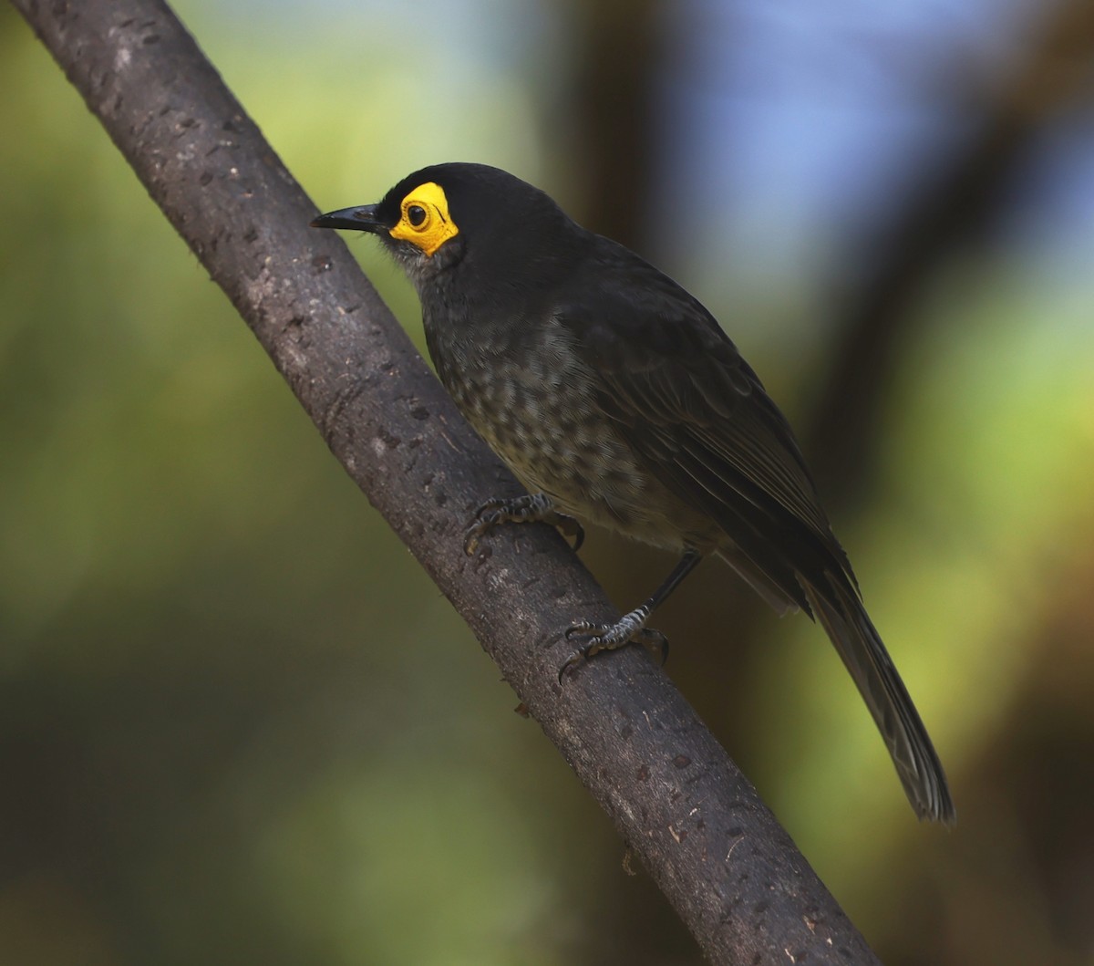 Smoky Honeyeater - ML643199322
