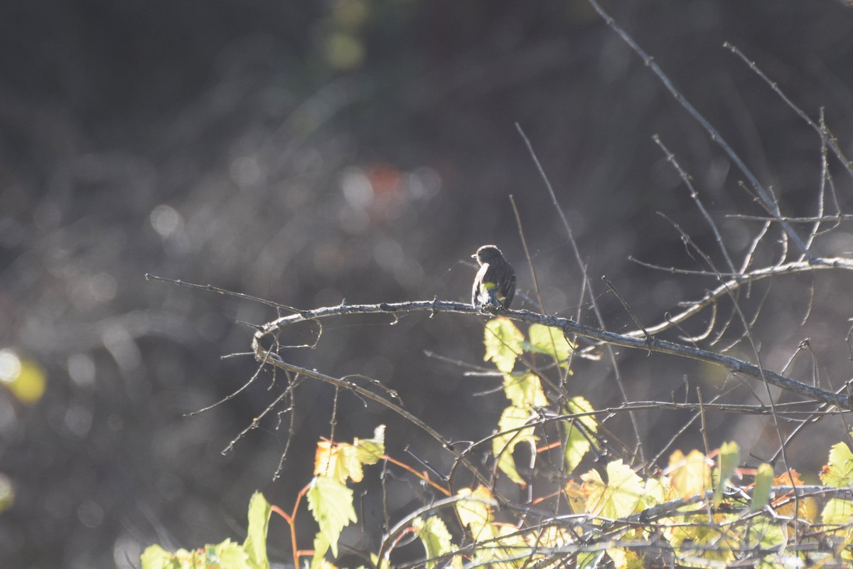 Yellow-rumped Warbler - ML643199323