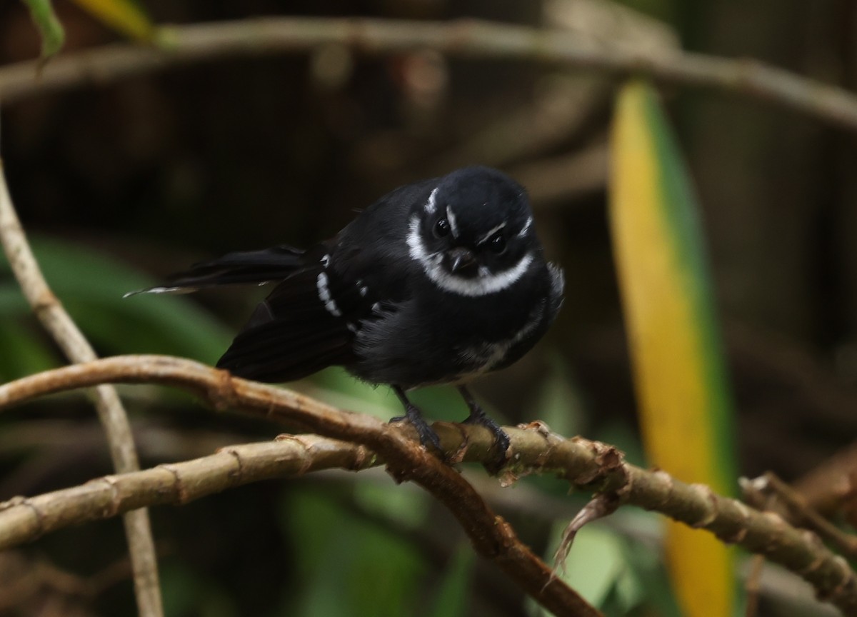 Friendly Fantail - ML643199334