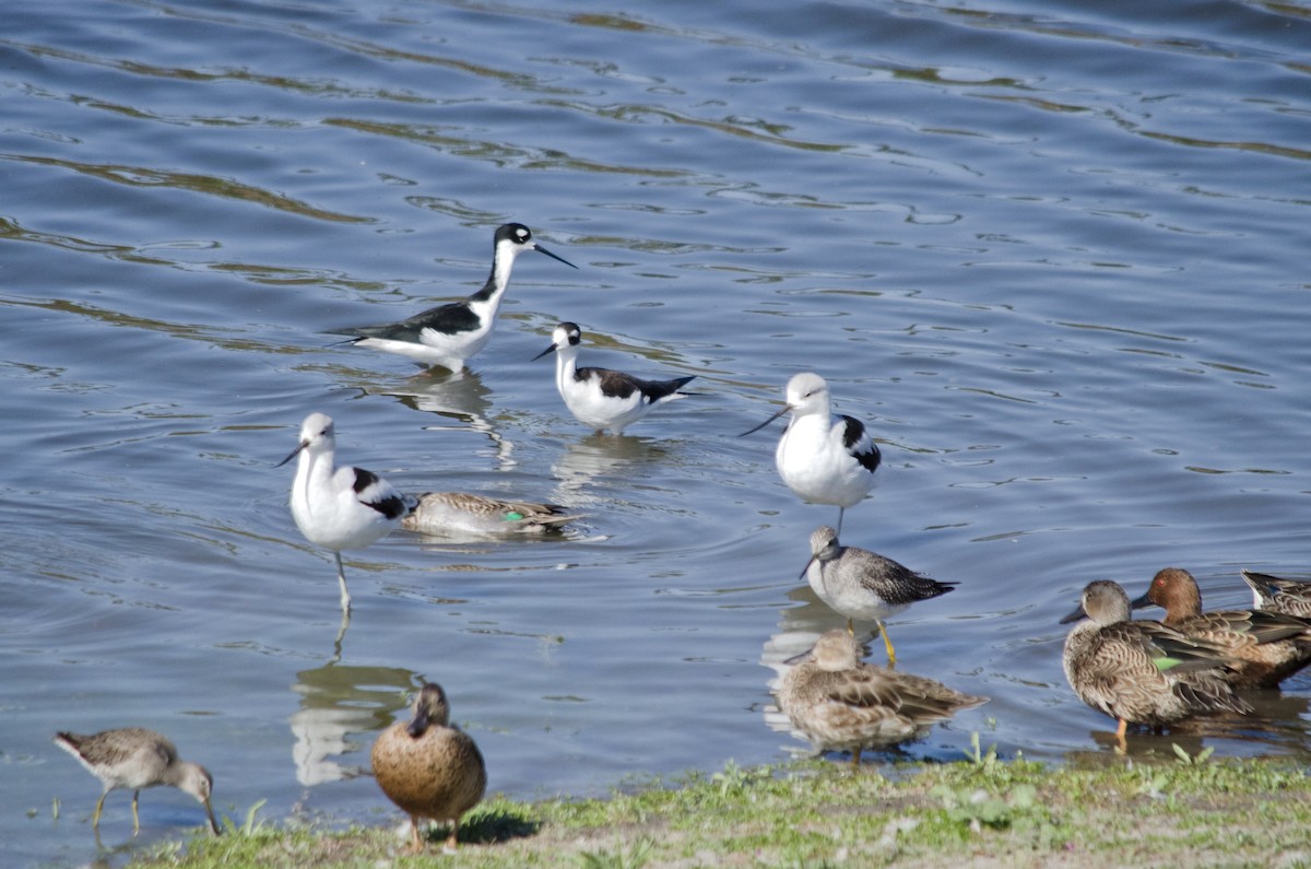 Black-necked Stilt - ML643199339