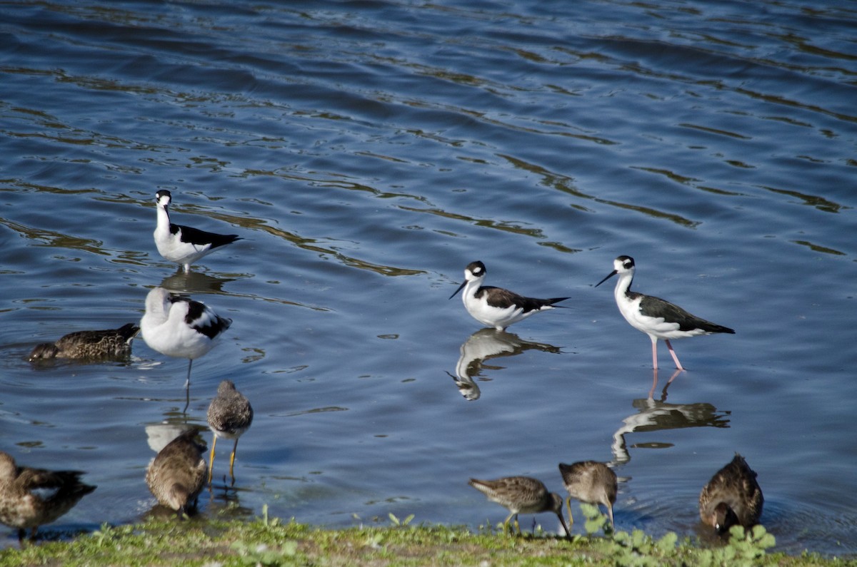 Black-necked Stilt - ML643199340