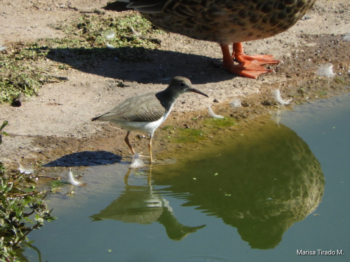Mexican Duck - ML643199343