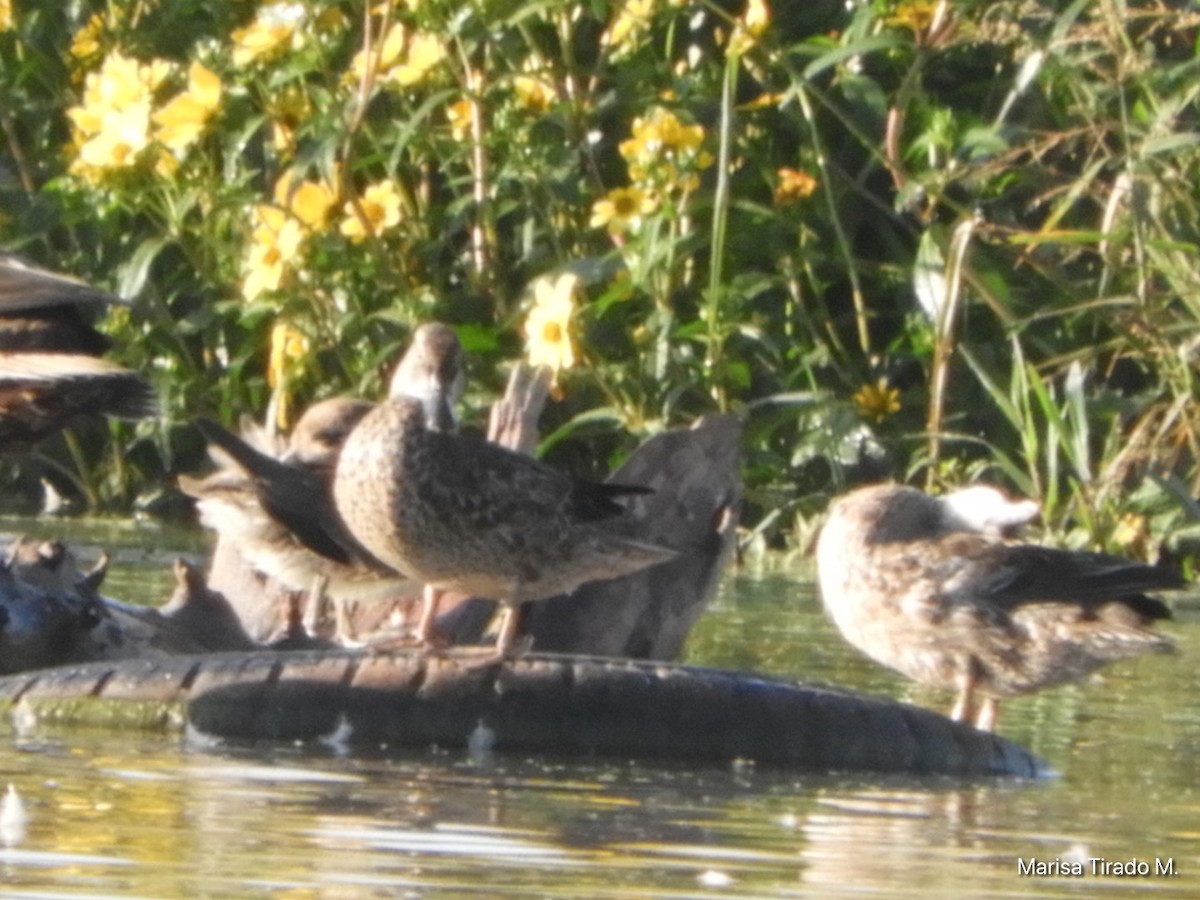 Mexican Duck - ML643199344