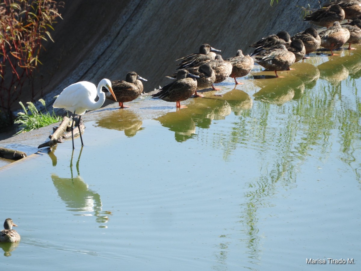 Mexican Duck - ML643199345