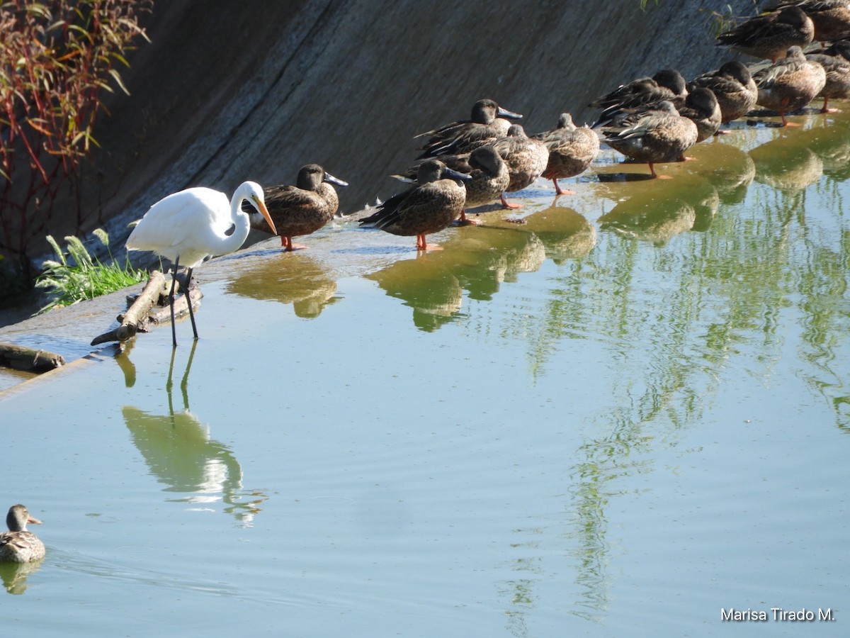 Mexican Duck - ML643199346