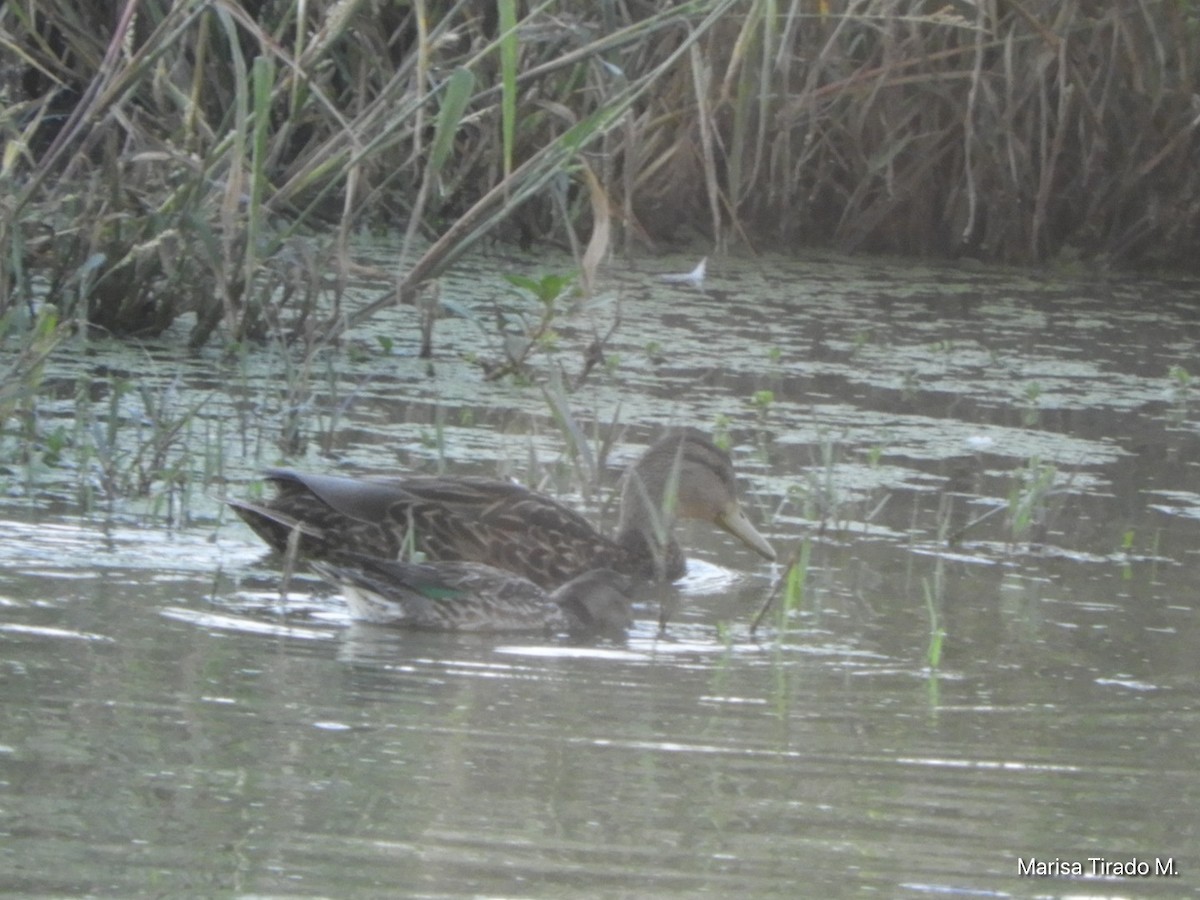 Mexican Duck - ML643199347