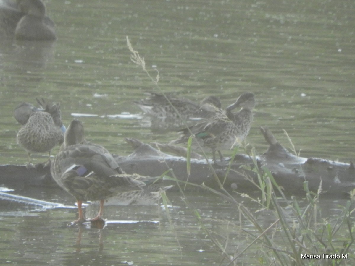 Mexican Duck - ML643199348