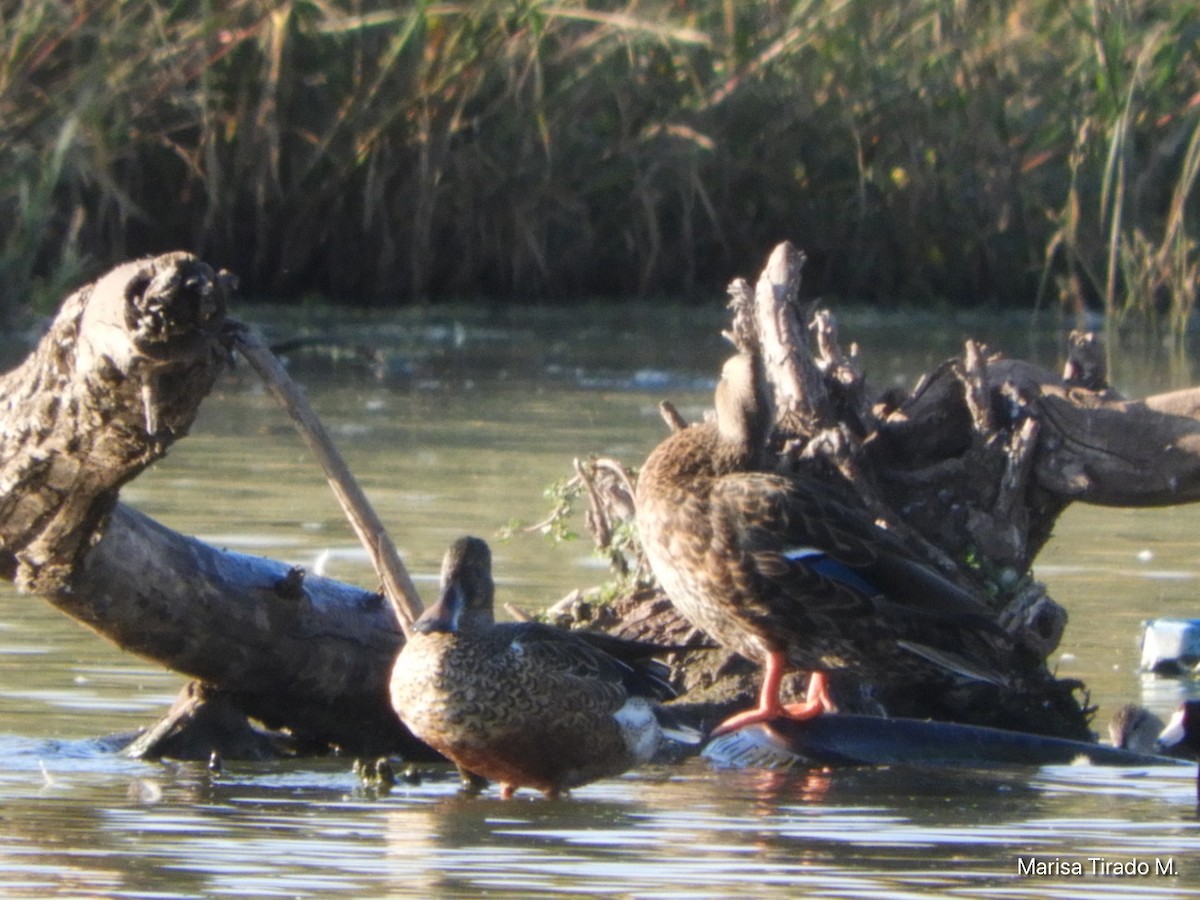 Mexican Duck - ML643199349
