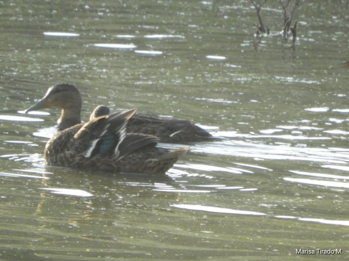 Mexican Duck - ML643199350