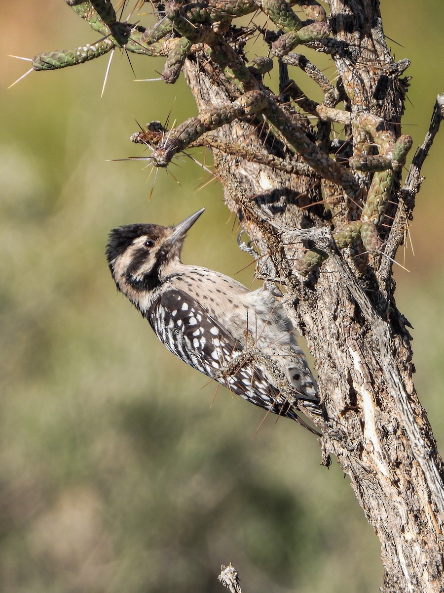 Ladder-backed Woodpecker - ML643199352