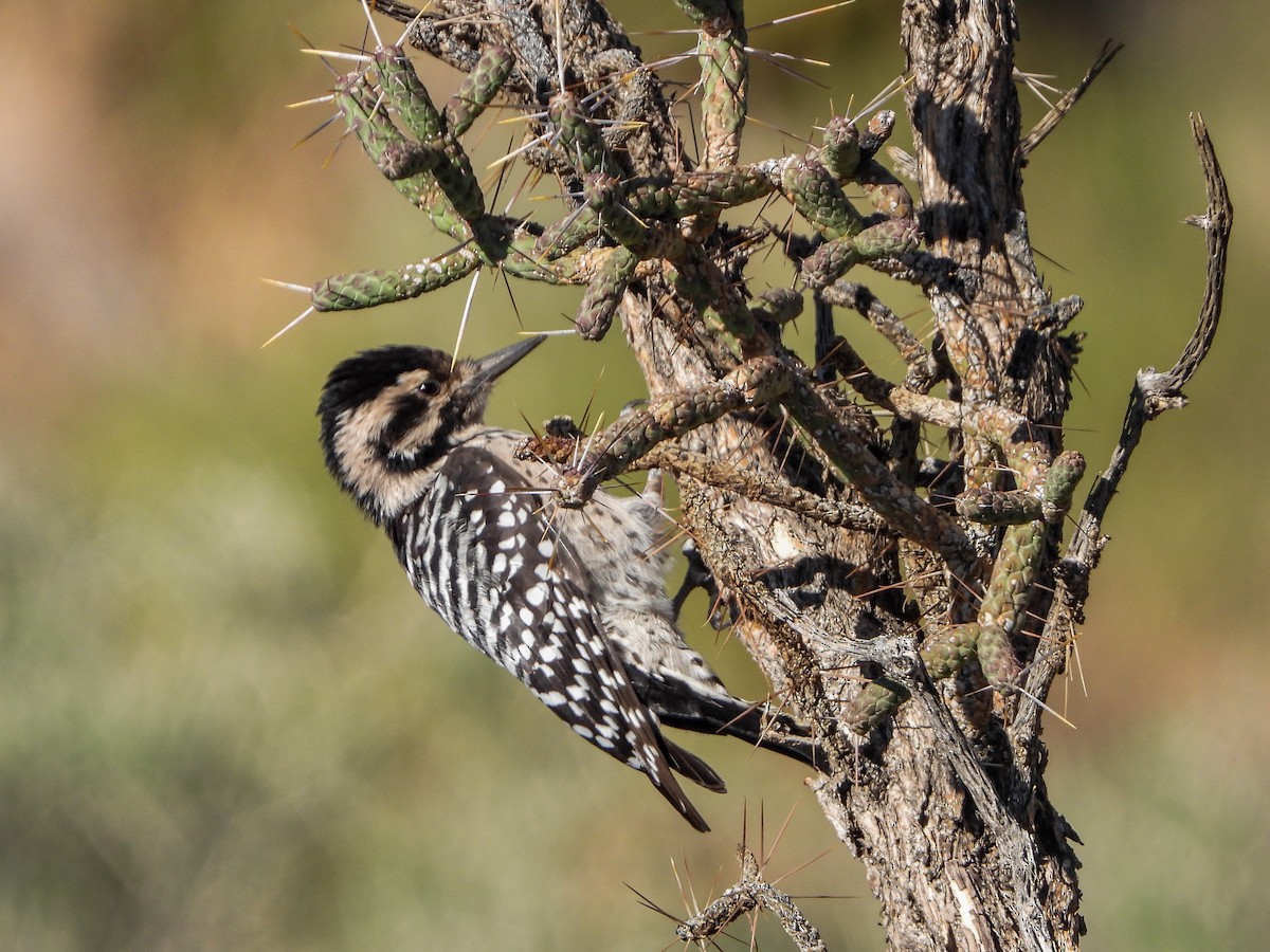 Ladder-backed Woodpecker - ML643199353