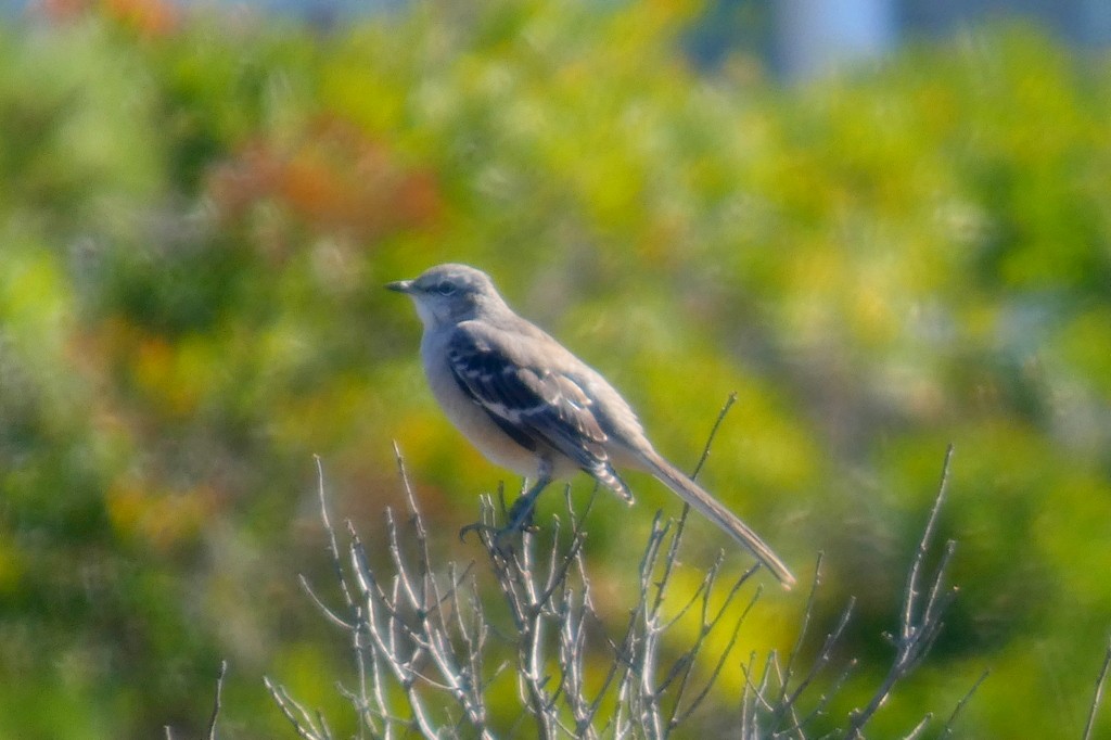 sangspottefugl - ML643199356